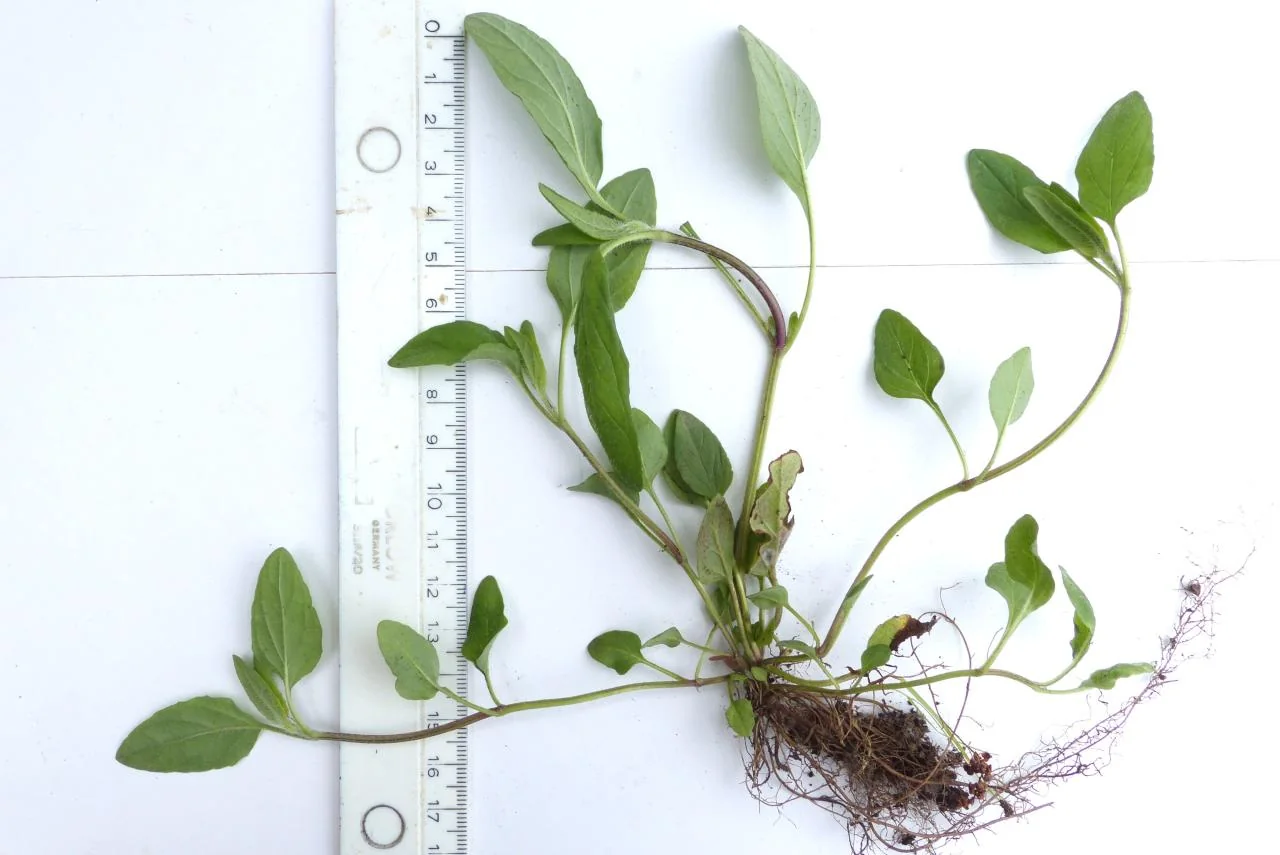 Prunella vulgaris photograph from the Finnish Biodiversity Information Facility