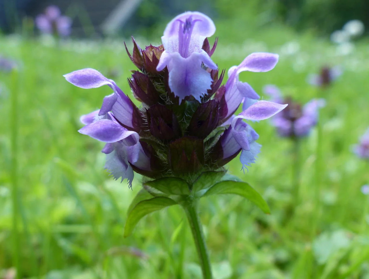 Prunella vulgaris photograph from the Finnish Biodiversity Information Facility