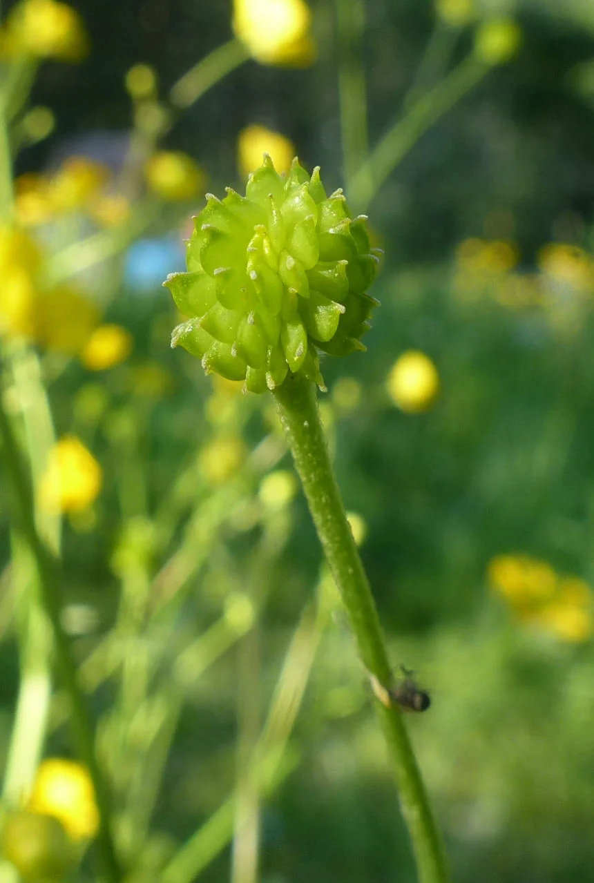 Ranunculus acris photograph from the Finnish Biodiversity Information Facility