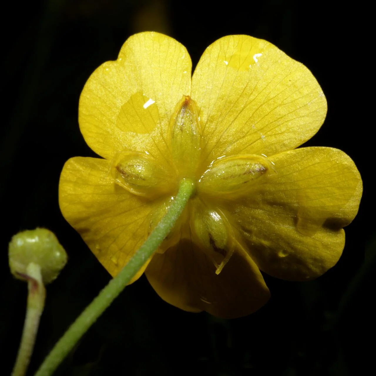 Ranunculus acris photograph from the Finnish Biodiversity Information Facility