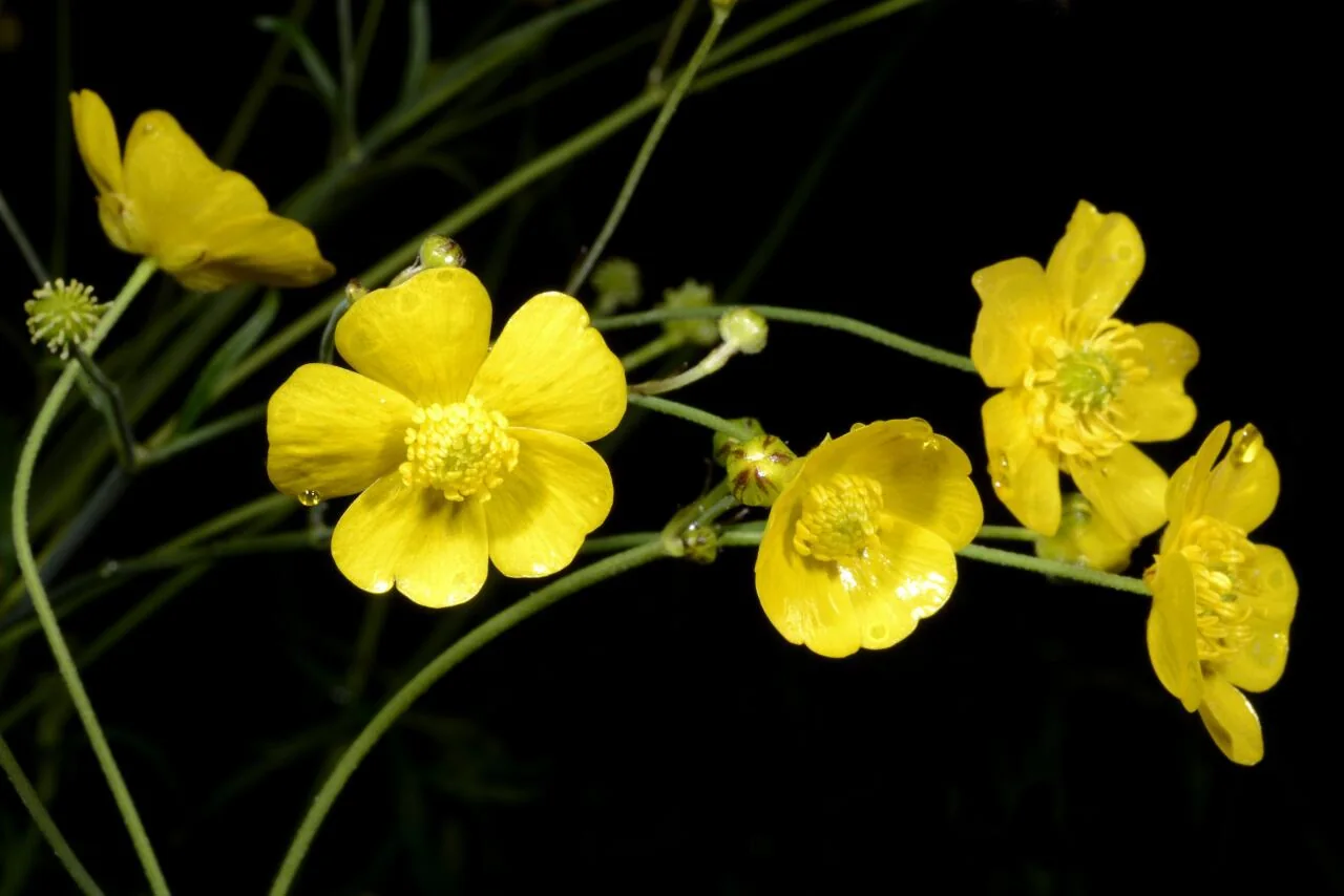 Ranunculus acris photograph from the Finnish Biodiversity Information Facility