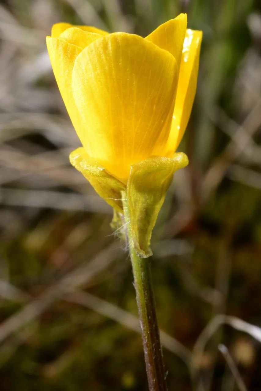 Ranunculus bulbosus photograph from the Finnish Biodiversity Information Facility