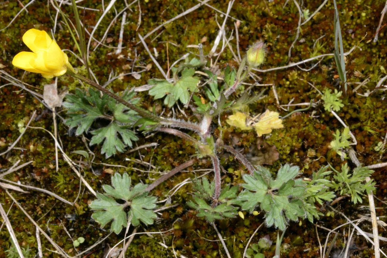 Ranunculus bulbosus photograph from the Finnish Biodiversity Information Facility