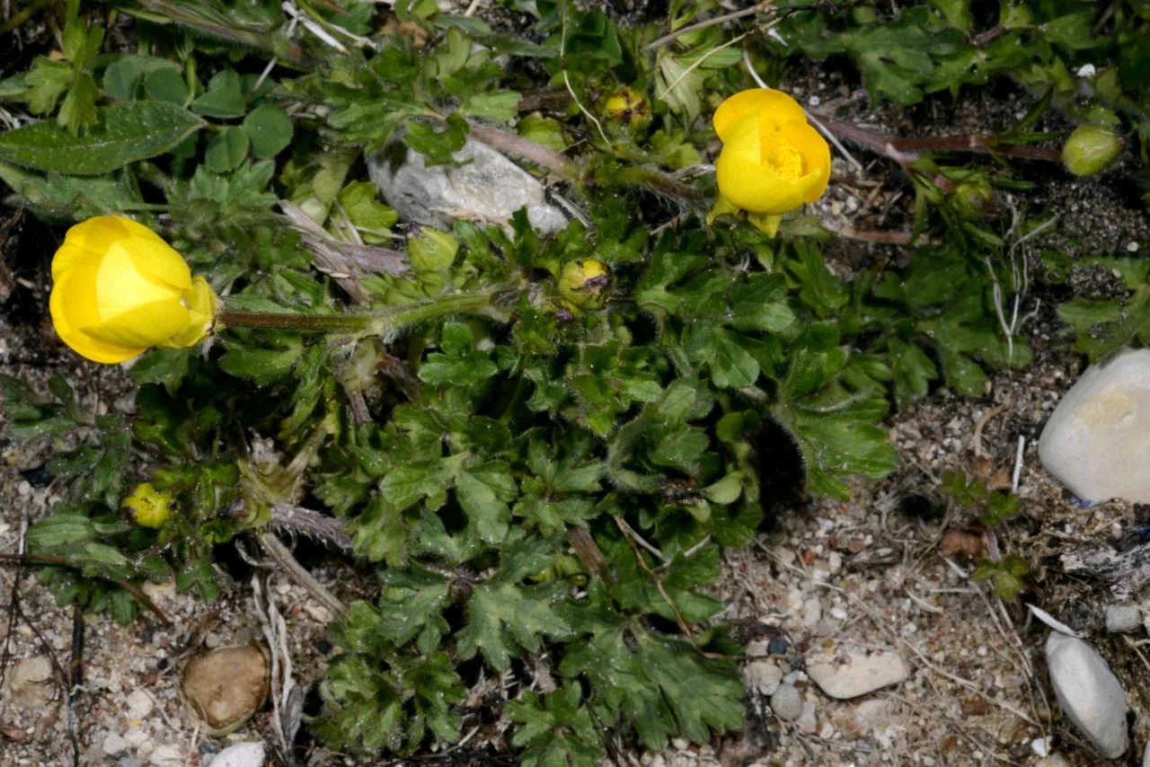 Ranunculus bulbosus photograph from the Finnish Biodiversity Information Facility
