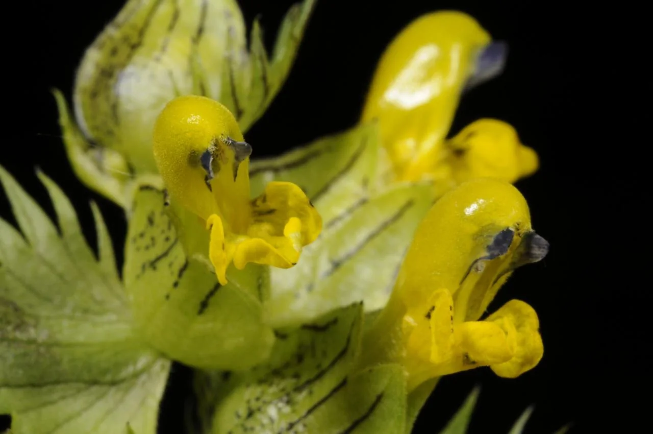 Rhinanthus minor photograph from the Finnish Biodiversity Information Facility