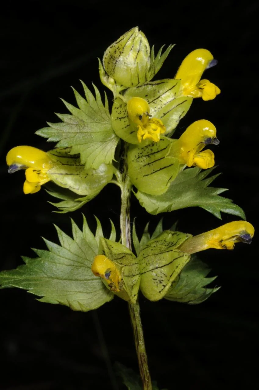 Rhinanthus minor photograph from the Finnish Biodiversity Information Facility