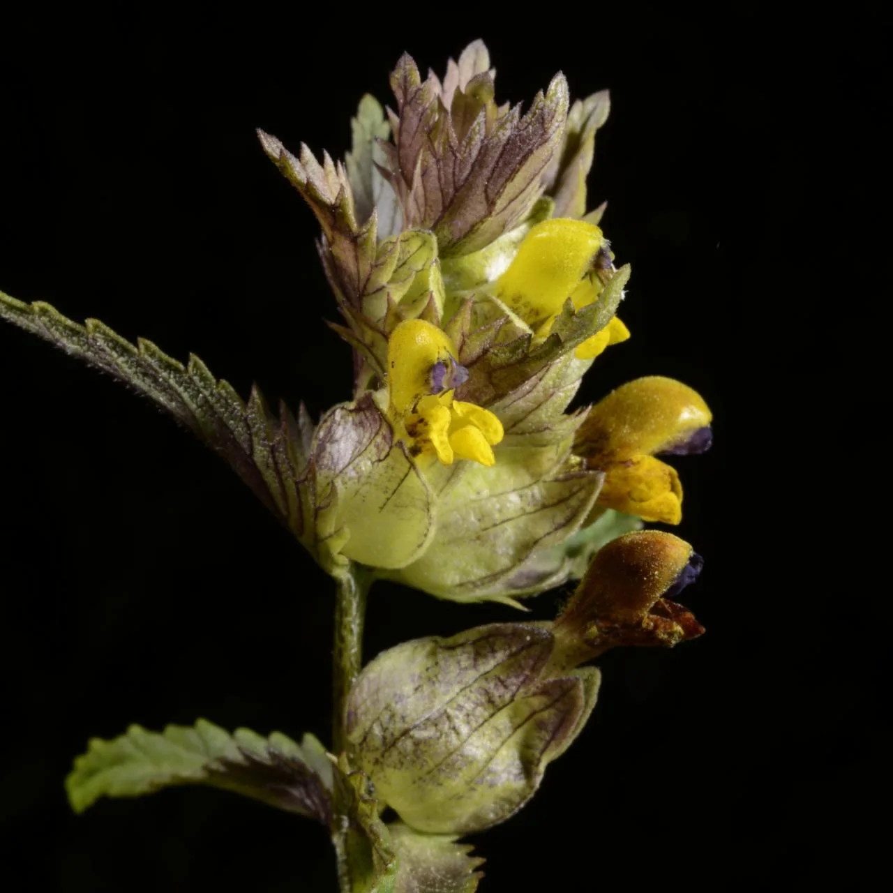 Rhinanthus minor photograph from the Finnish Biodiversity Information Facility
