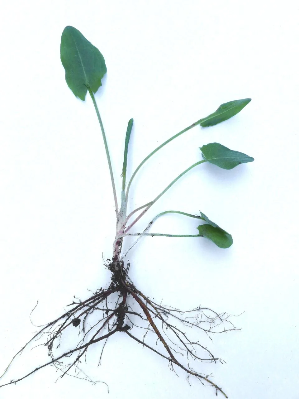 Rumex acetosa photograph from the Finnish Biodiversity Information Facility