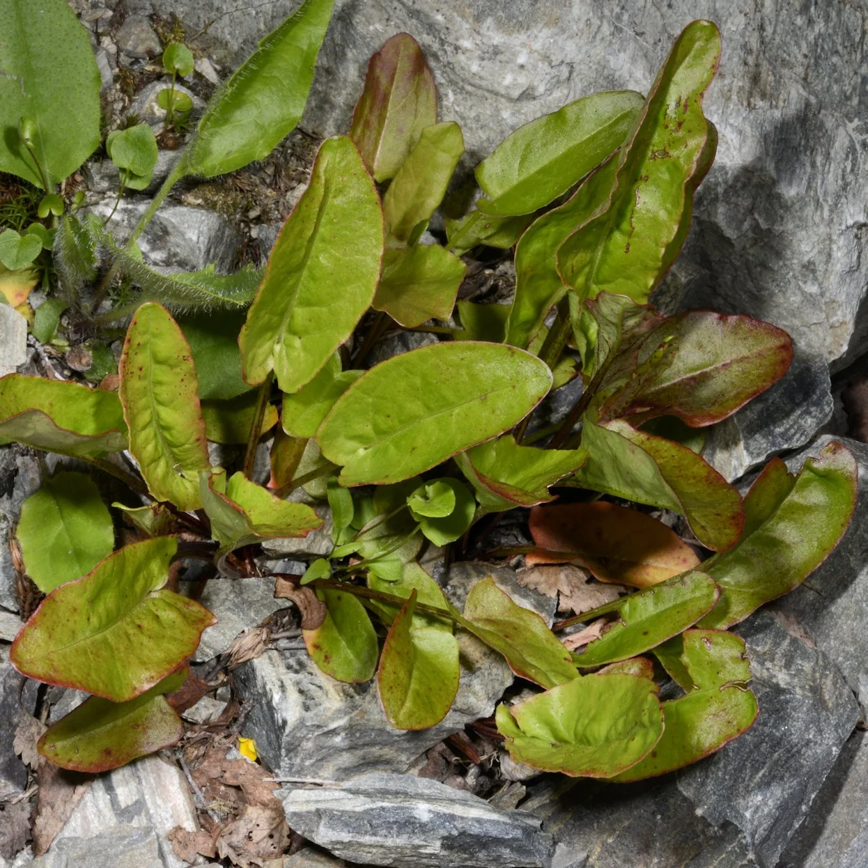 Rumex acetosa photograph from the Finnish Biodiversity Information Facility