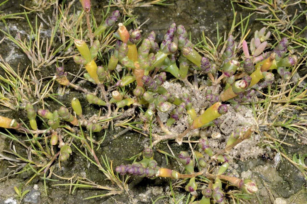 Salicornia perennans photograph from the Finnish Biodiversity Information Facility