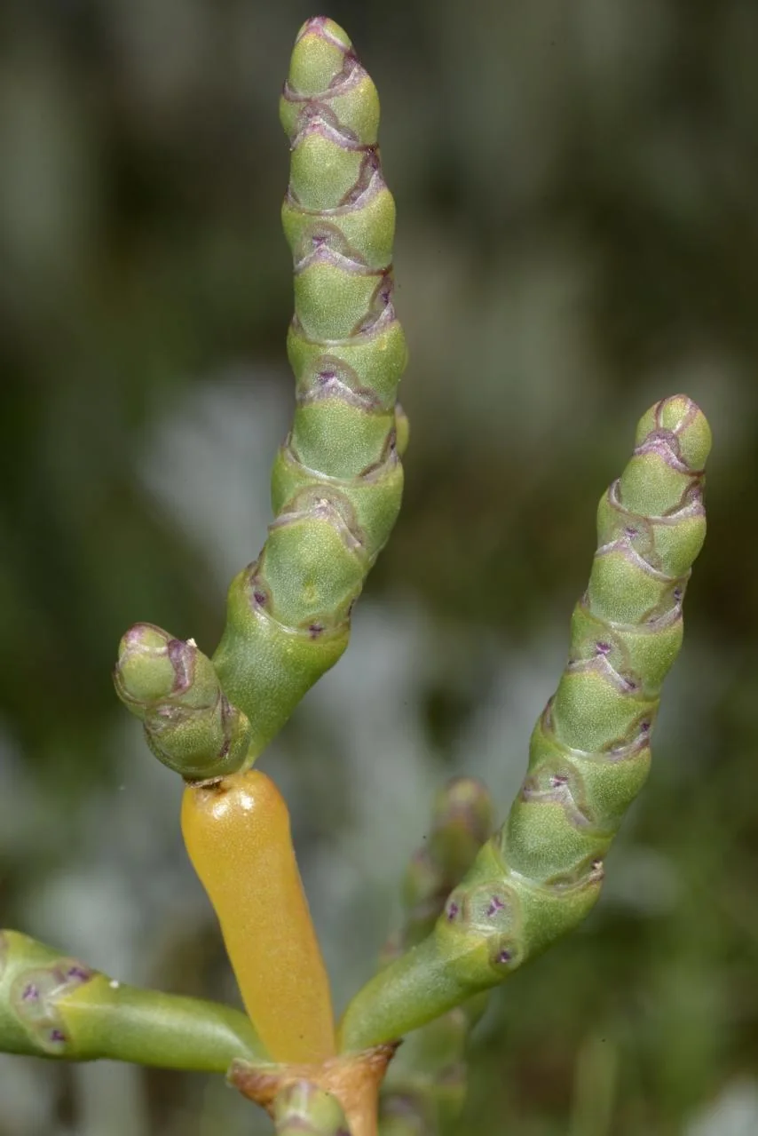 Salicornia perennans photograph from the Finnish Biodiversity Information Facility