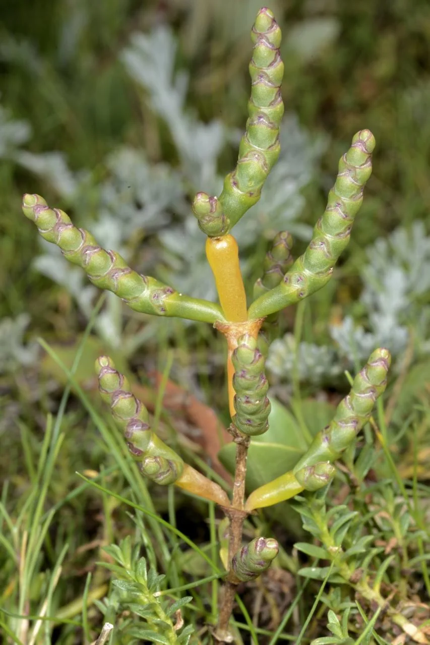 Salicornia perennans photograph from the Finnish Biodiversity Information Facility