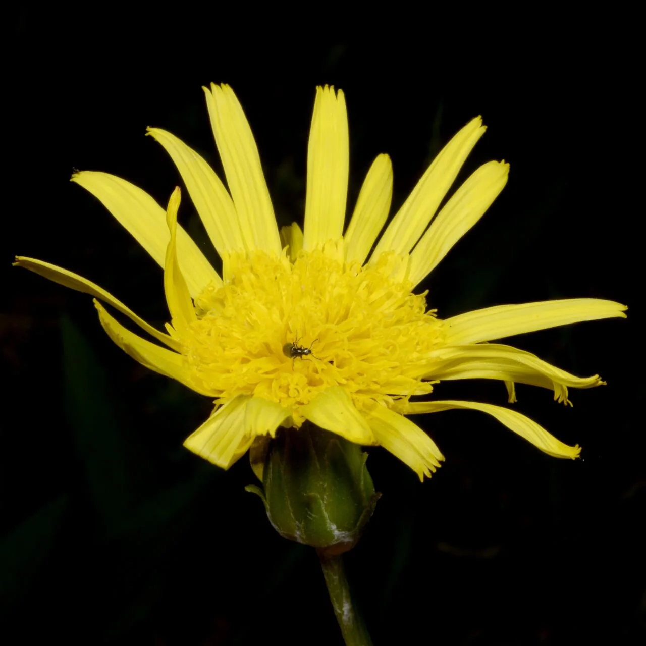 Scorzonera humilis photograph from the Finnish Biodiversity Information Facility