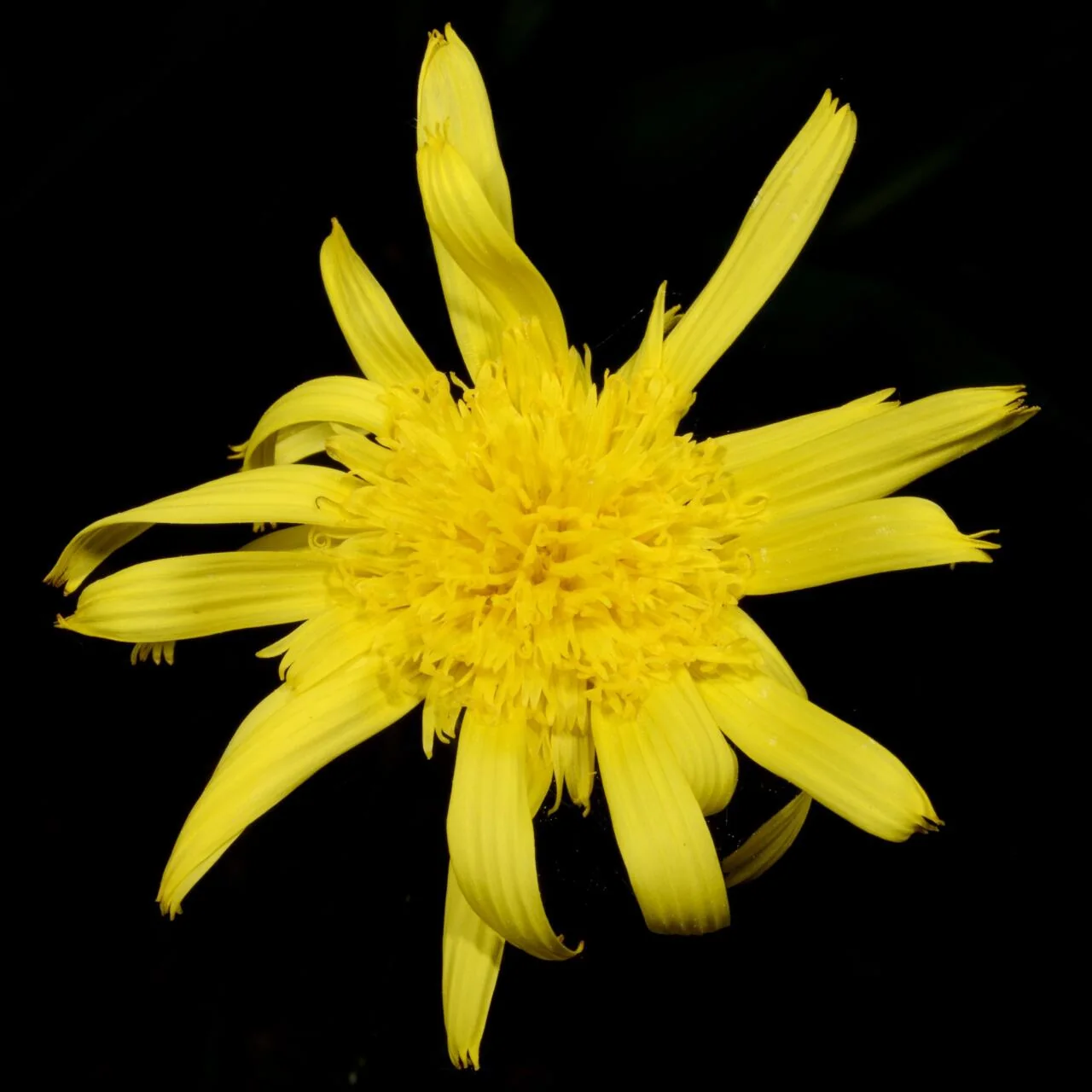 Scorzonera humilis photograph from the Finnish Biodiversity Information Facility