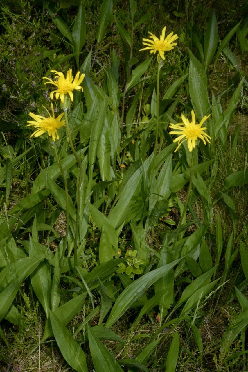 Scorzonera humilis photograph from the Finnish Biodiversity Information Facility