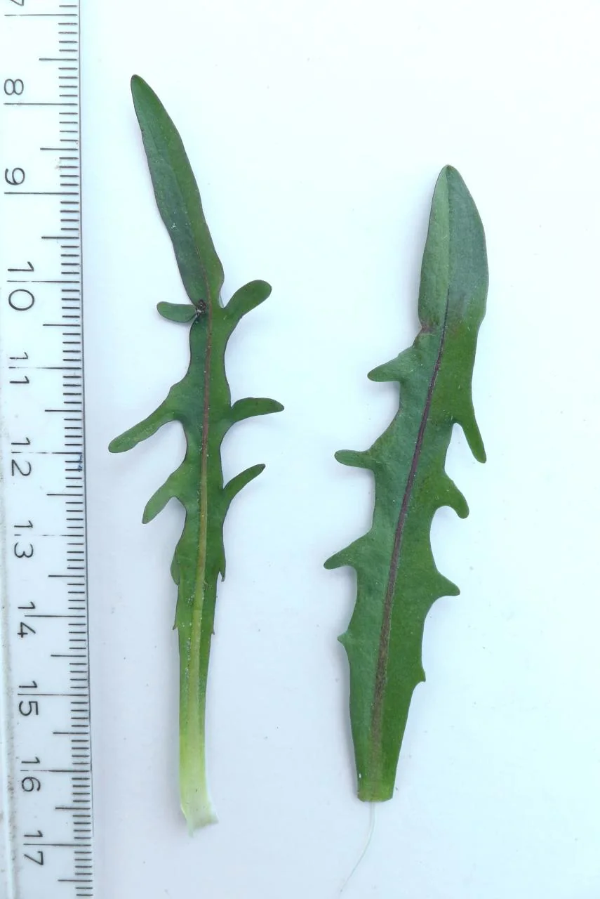 Scorzoneroides autumnalis photograph from the Finnish Biodiversity Information Facility