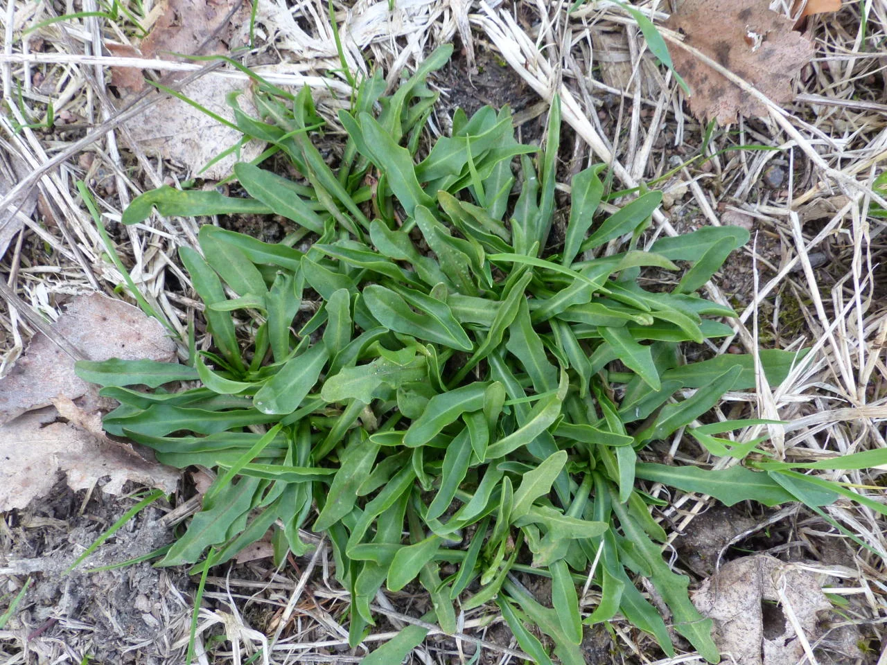 Scorzoneroides autumnalis photograph from the Finnish Biodiversity Information Facility