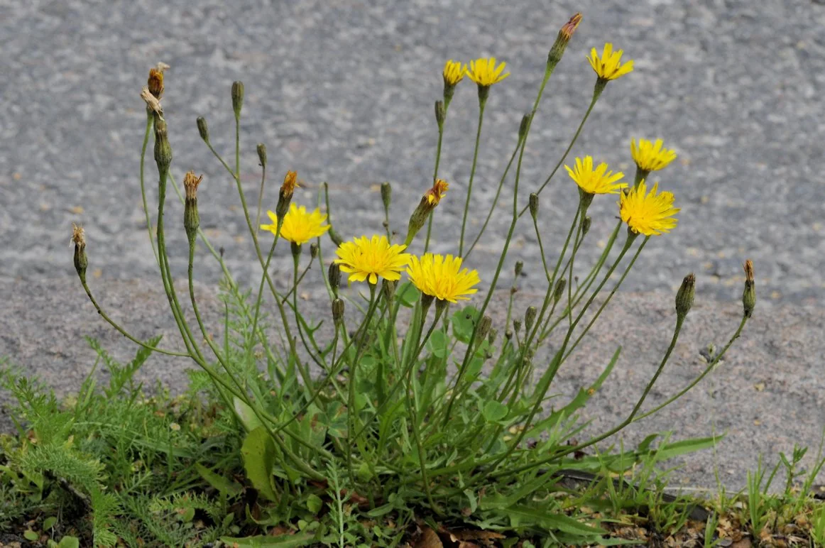 Scorzoneroides autumnalis photograph from the Finnish Biodiversity Information Facility