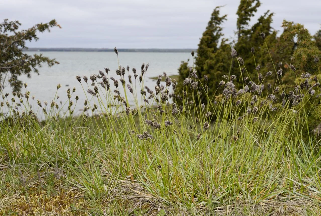 Sesleria uliginosa photograph from the Finnish Biodiversity Information Facility