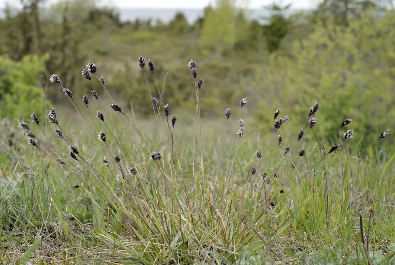 Sesleria uliginosa photograph from the Finnish Biodiversity Information Facility