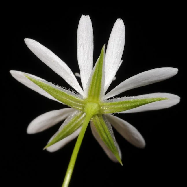 Stellaria graminea photograph from the Finnish Biodiversity Information Facility