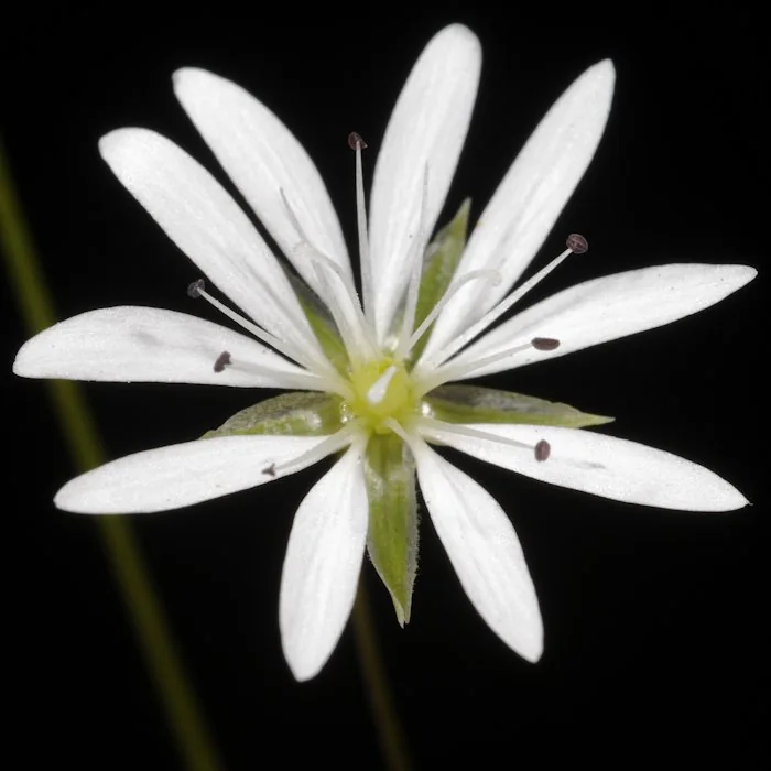 Stellaria graminea photograph from the Finnish Biodiversity Information Facility