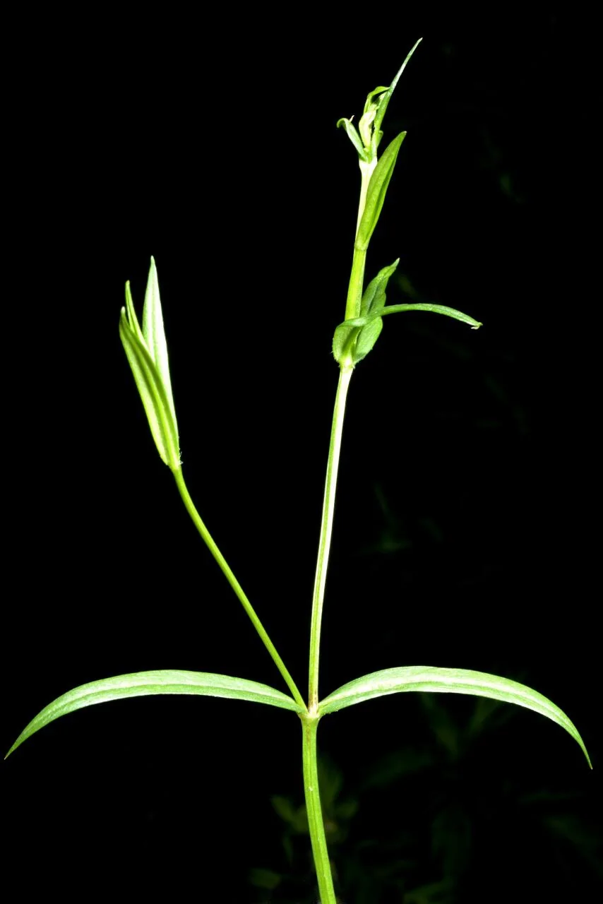 Stellaria graminea photograph from the Finnish Biodiversity Information Facility