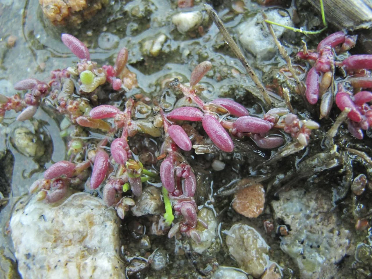 Suaeda maritima photograph from the Finnish Biodiversity Information Facility