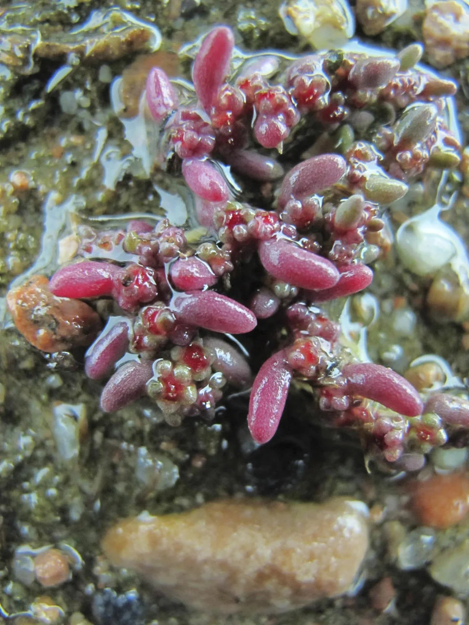 Suaeda maritima photograph from the Finnish Biodiversity Information Facility