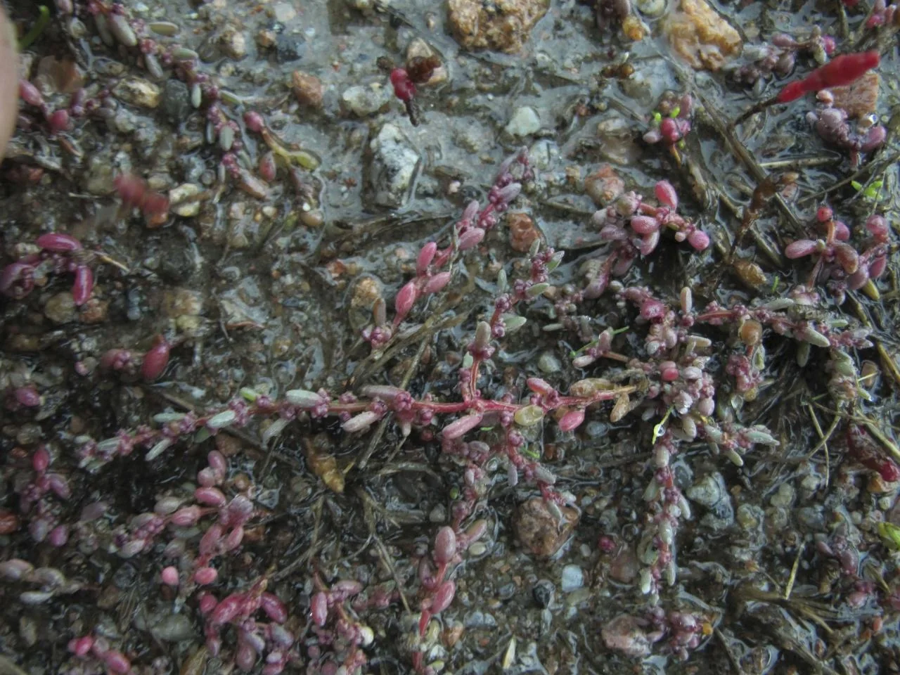 Suaeda maritima photograph from the Finnish Biodiversity Information Facility