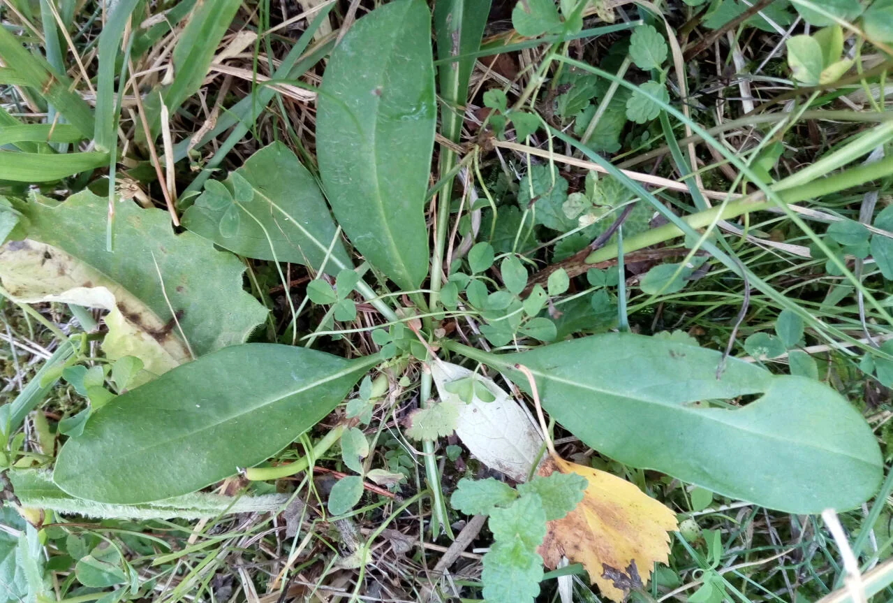 Succisa pratensis photograph from the Finnish Biodiversity Information Facility