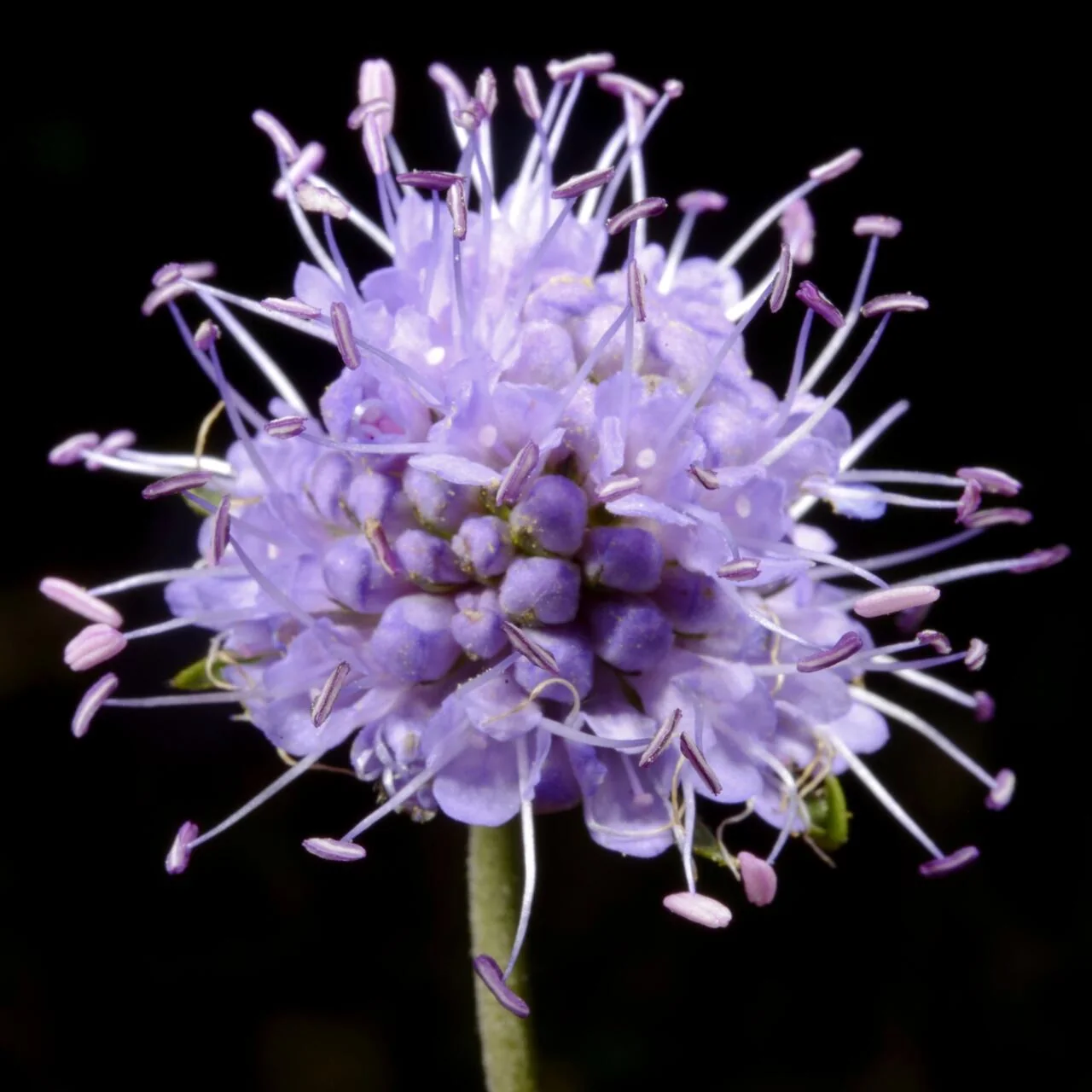 Succisa pratensis photograph from the Finnish Biodiversity Information Facility