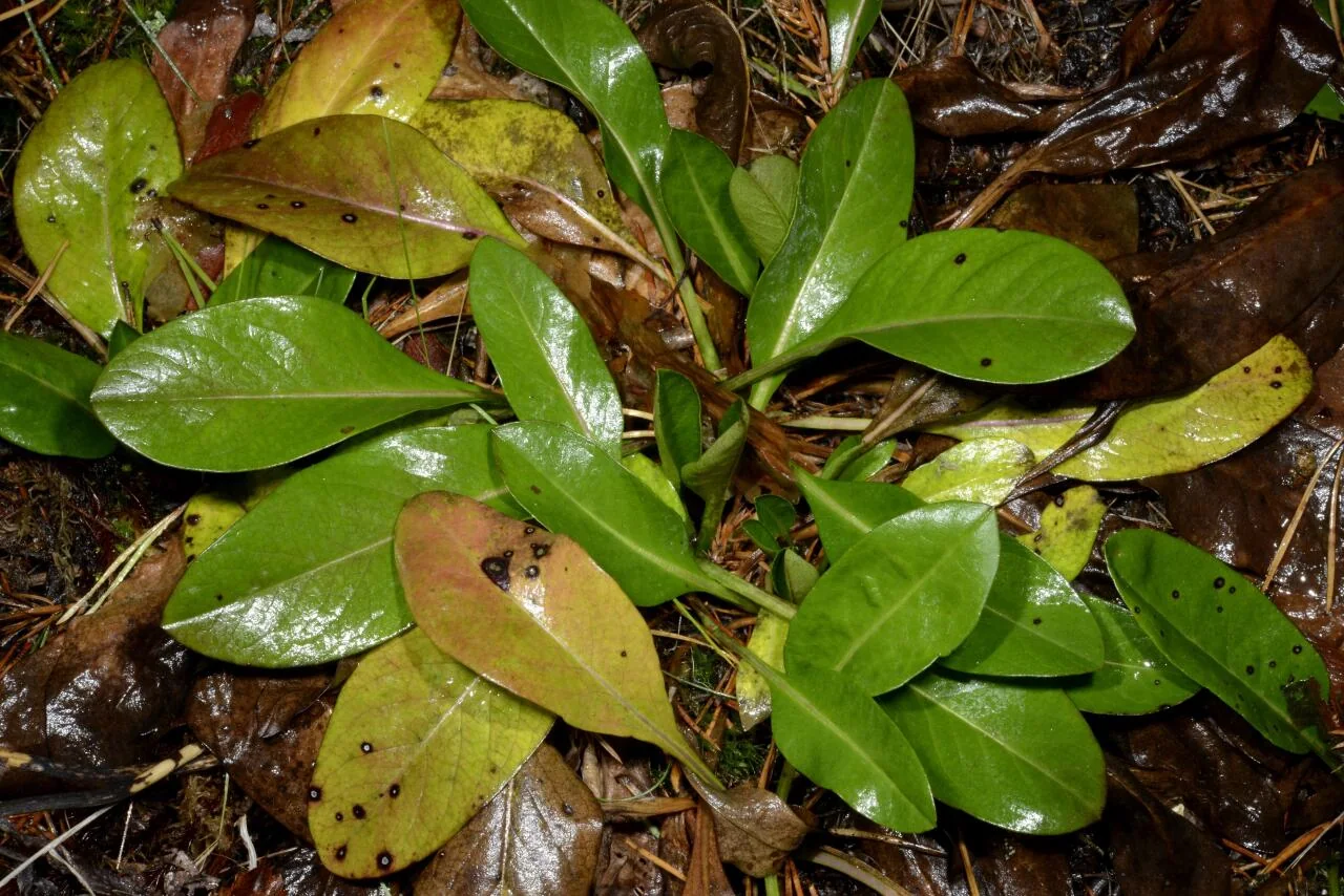 Succisa pratensis photograph from the Finnish Biodiversity Information Facility