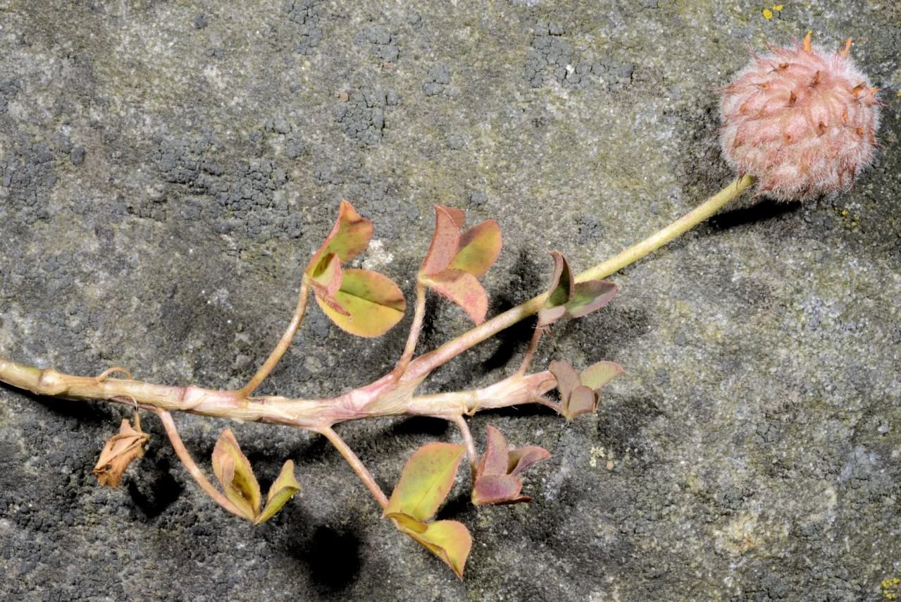 Trifolium fragiferum photograph from the Finnish Biodiversity Information Facility