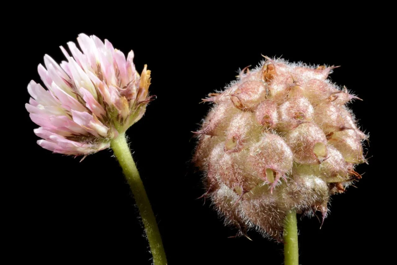 Trifolium fragiferum photograph from the Finnish Biodiversity Information Facility