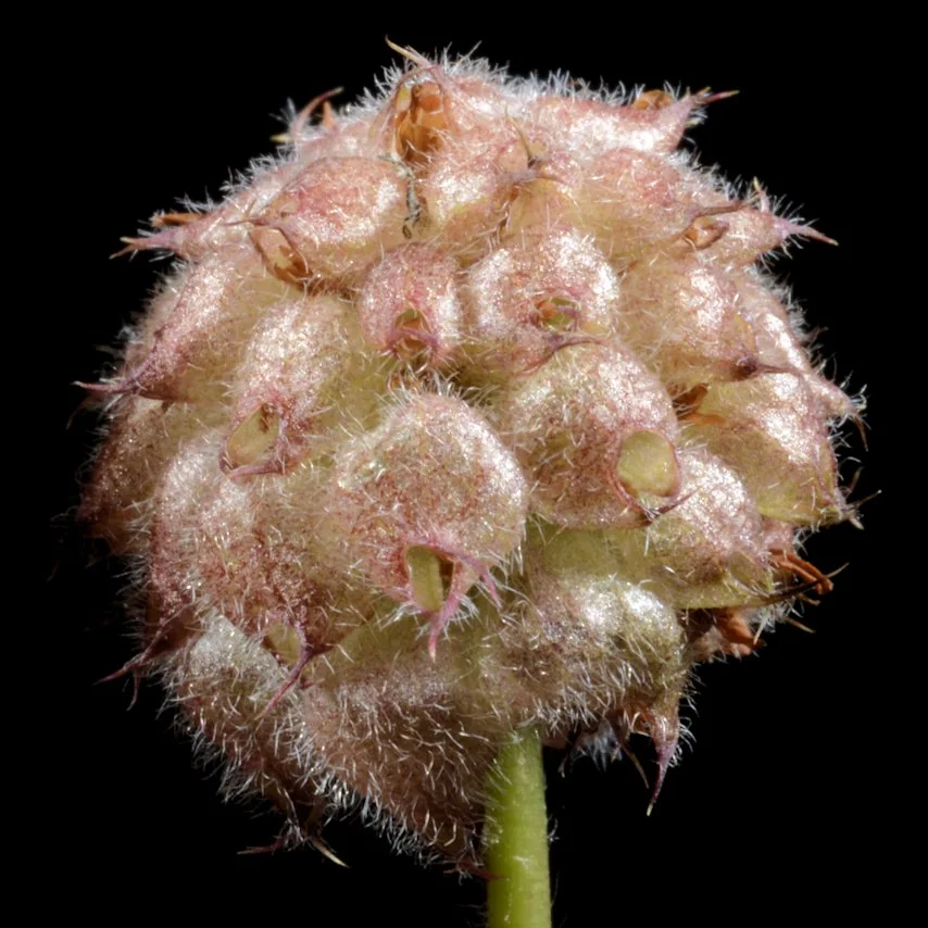 Trifolium fragiferum photograph from the Finnish Biodiversity Information Facility