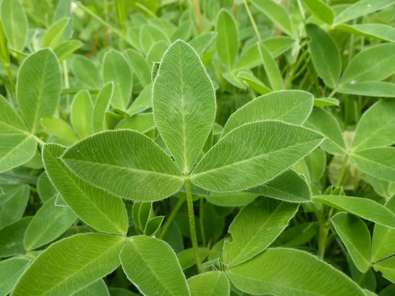 Trifolium medium photograph from the Finnish Biodiversity Information Facility