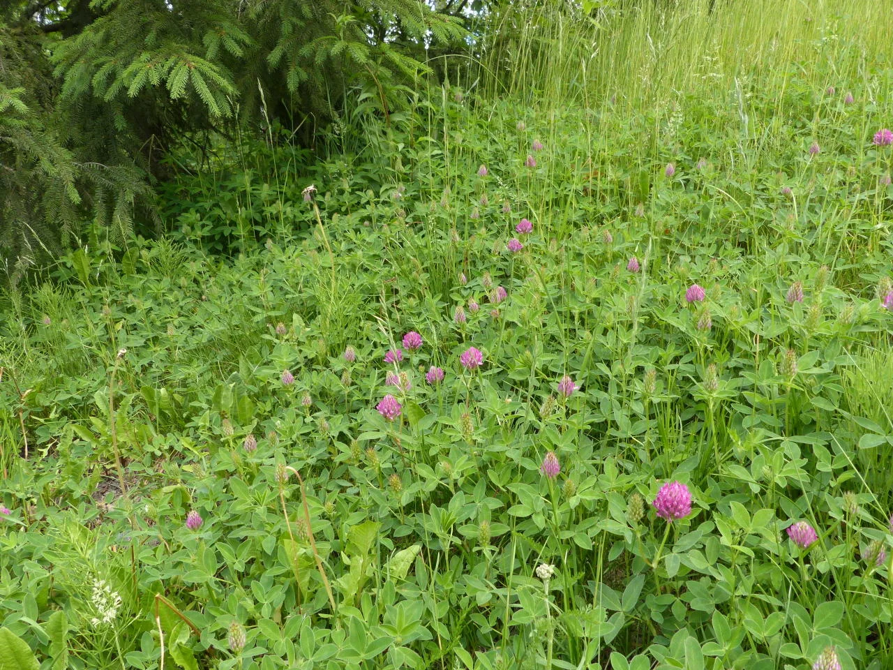 Trifolium medium photograph from the Finnish Biodiversity Information Facility