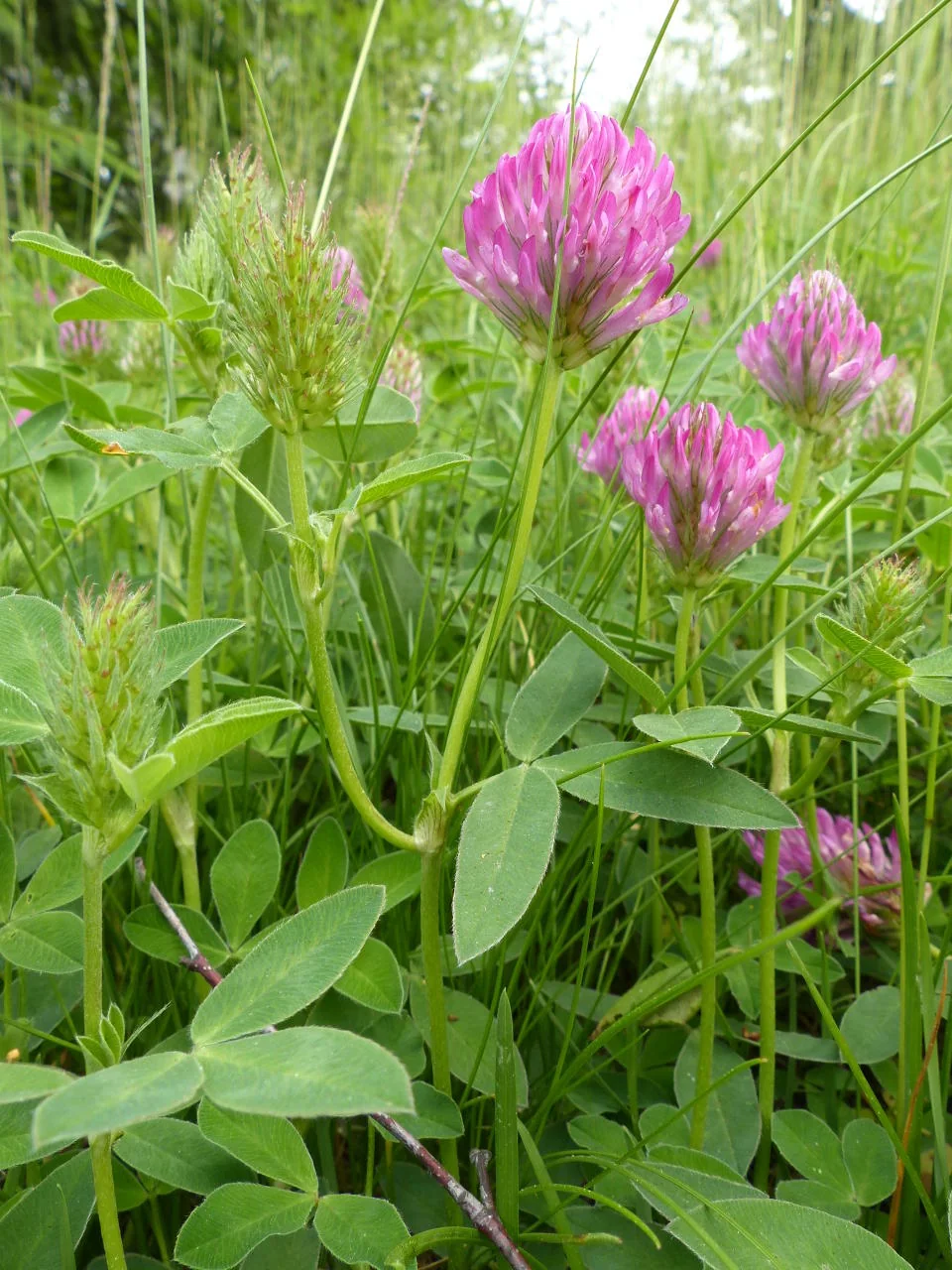 Trifolium medium photograph from the Finnish Biodiversity Information Facility