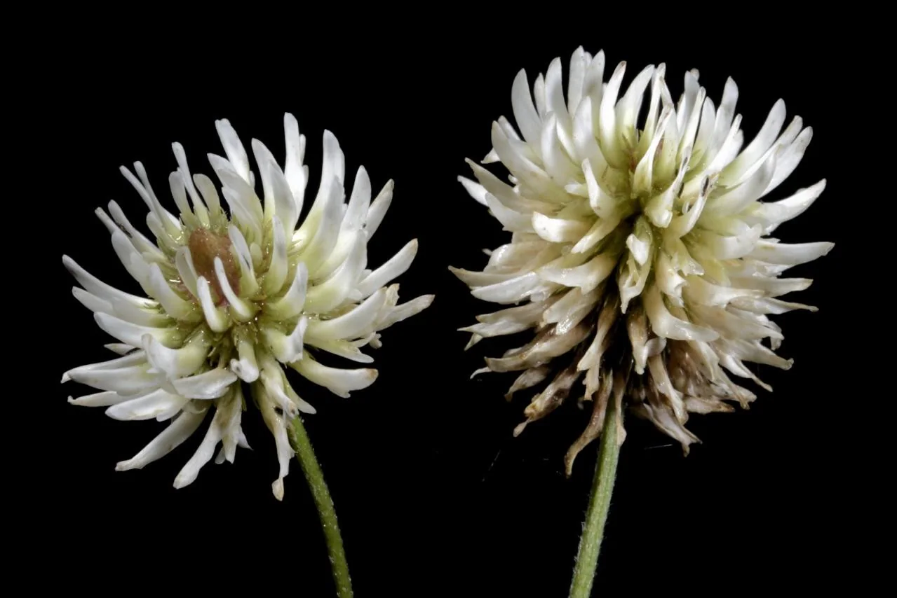 Trifolium montanum photograph from the Finnish Biodiversity Information Facility