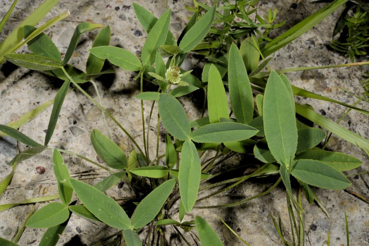 Trifolium montanum photograph from the Finnish Biodiversity Information Facility