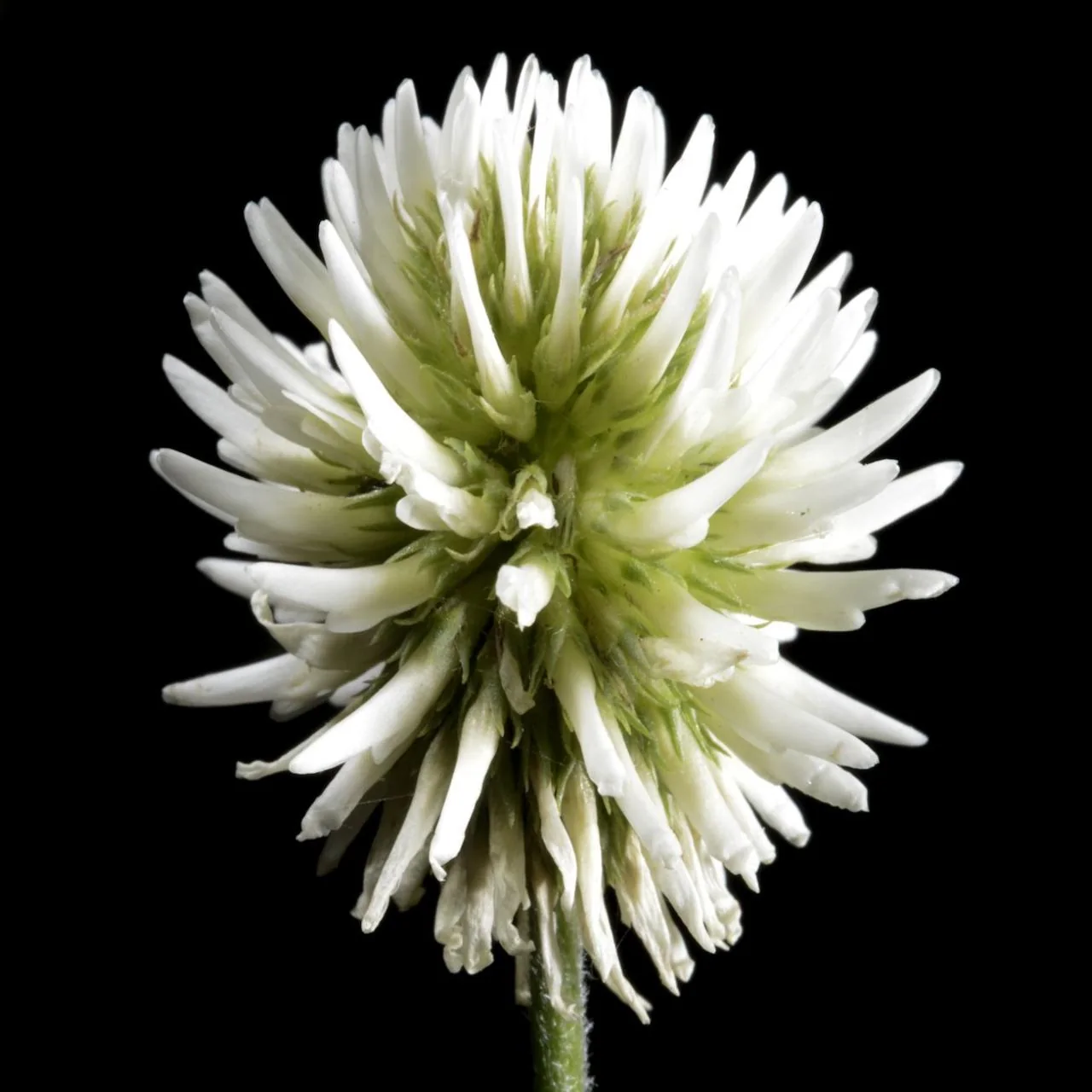Trifolium montanum photograph from the Finnish Biodiversity Information Facility