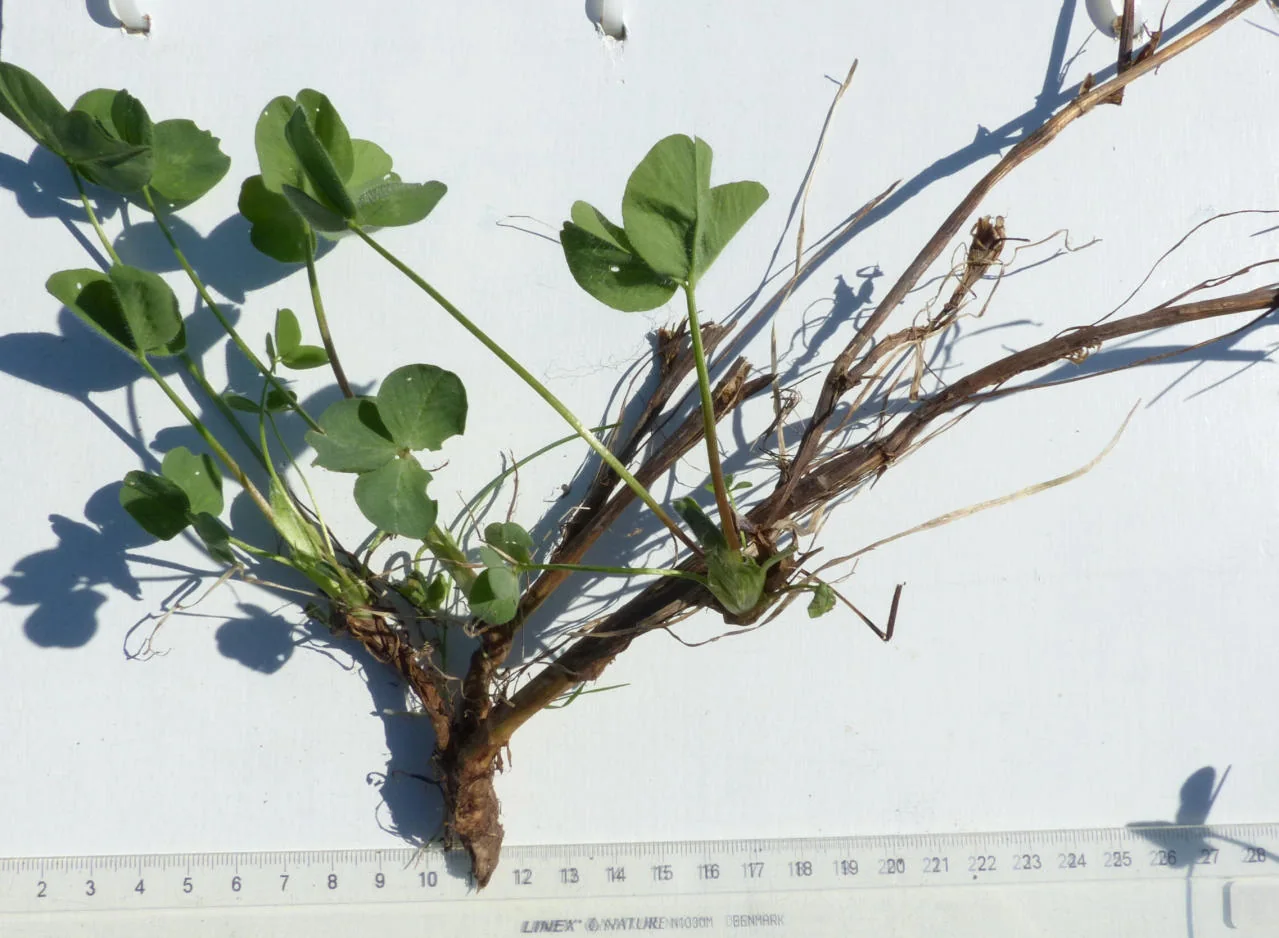 Trifolium pratense photograph from the Finnish Biodiversity Information Facility
