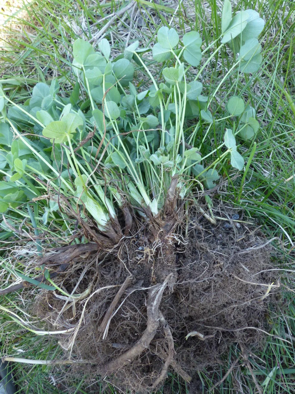 Trifolium pratense photograph from the Finnish Biodiversity Information Facility