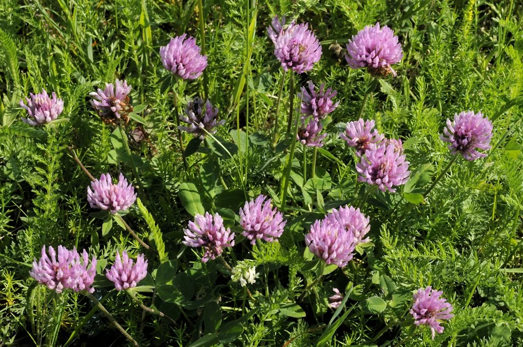 Trifolium pratense photograph from the Finnish Biodiversity Information Facility