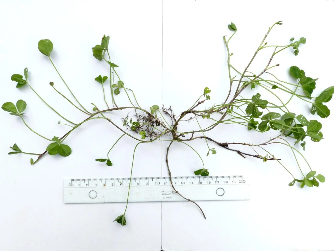 Trifolium repens photograph from the Finnish Biodiversity Information Facility