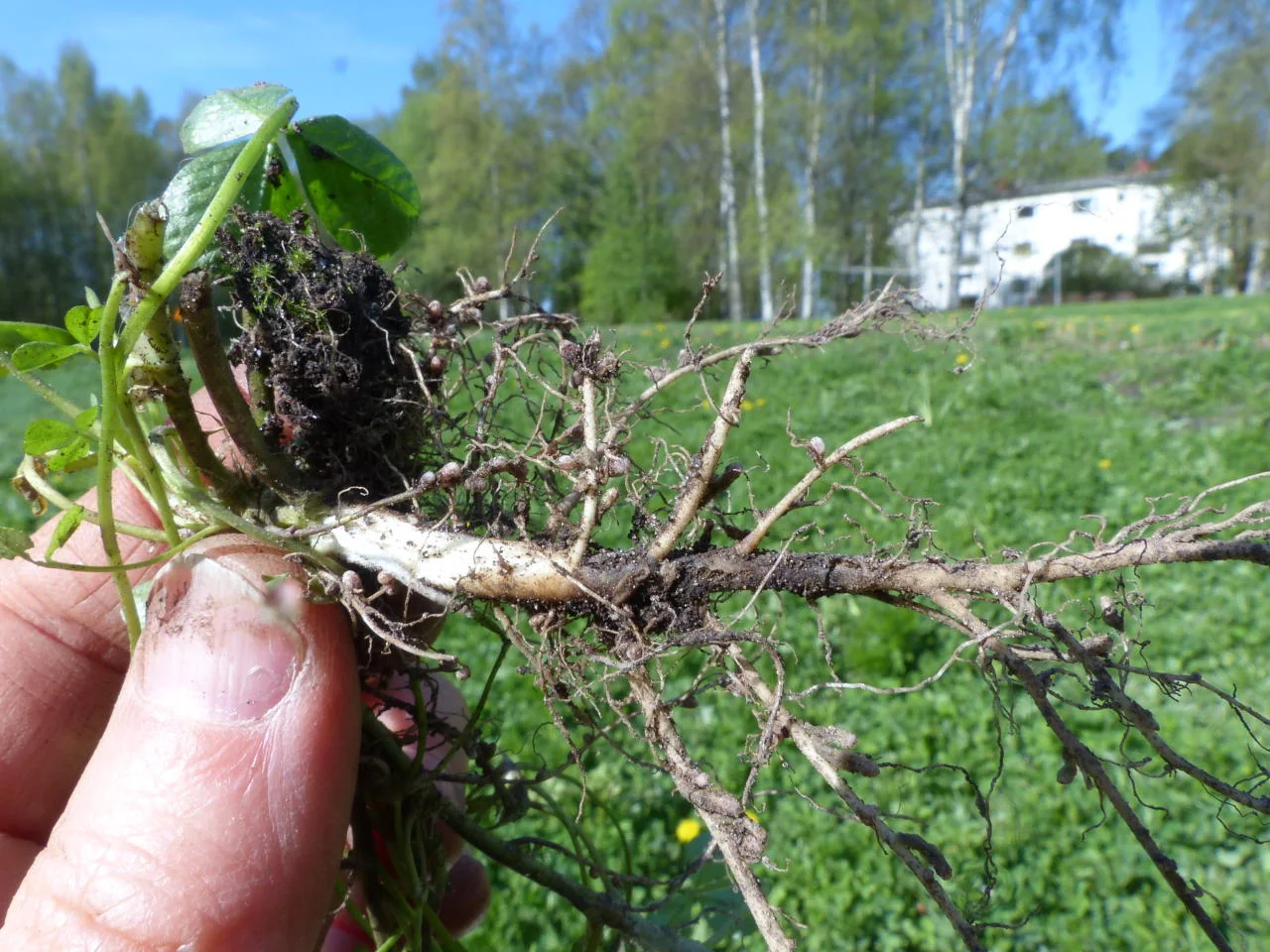 Trifolium repens photograph from the Finnish Biodiversity Information Facility