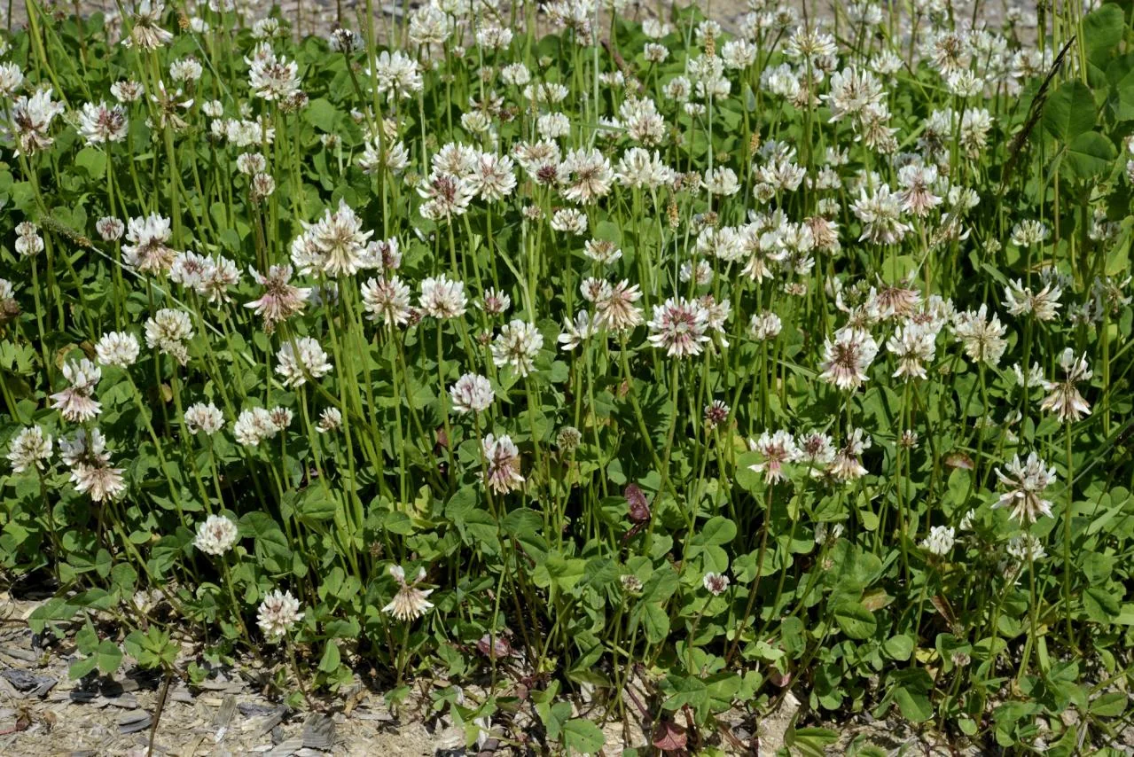 Trifolium repens photograph from the Finnish Biodiversity Information Facility
