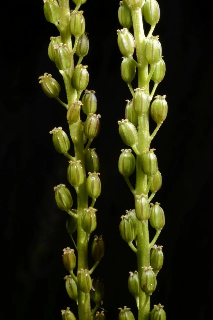 Triglochin maritima photograph from the Finnish Biodiversity Information Facility
