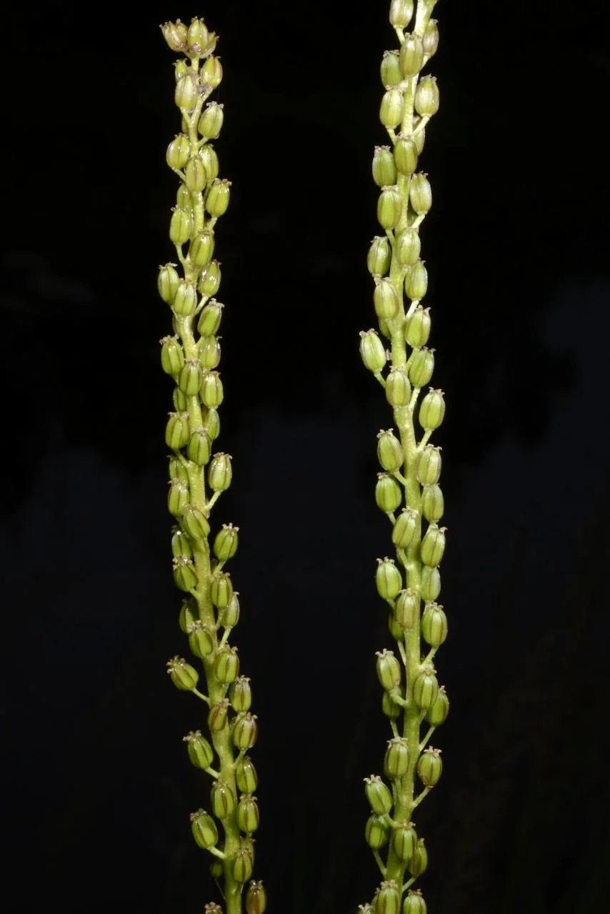 Triglochin maritima photograph from the Finnish Biodiversity Information Facility